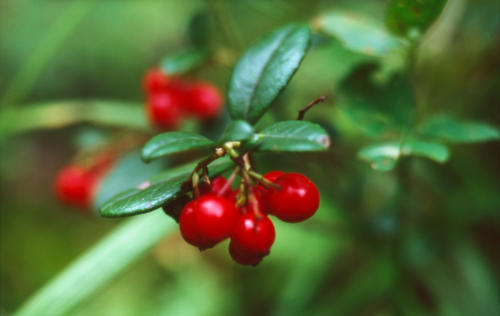 Лес 8